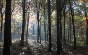 Las na Buczynie